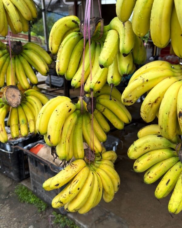 Fresh Robusta Bananas (1 dozen)